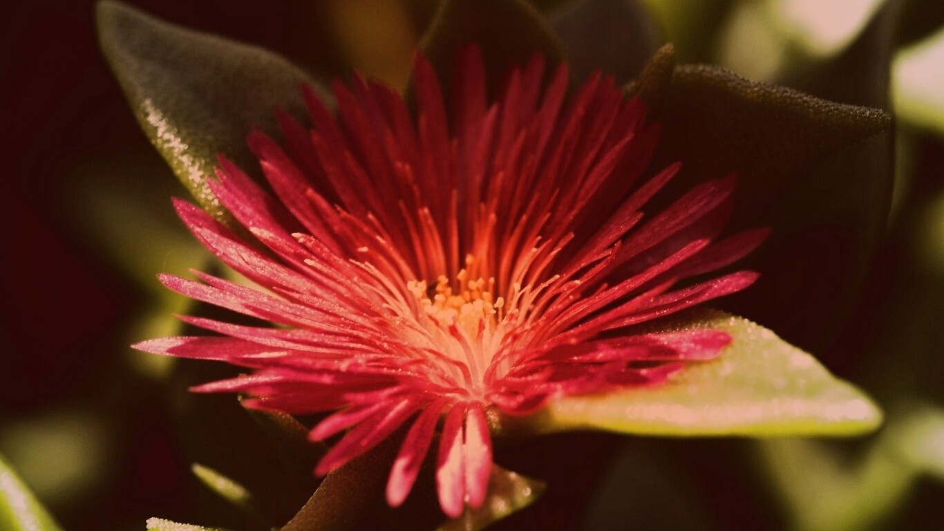 Чудесный цветок обои