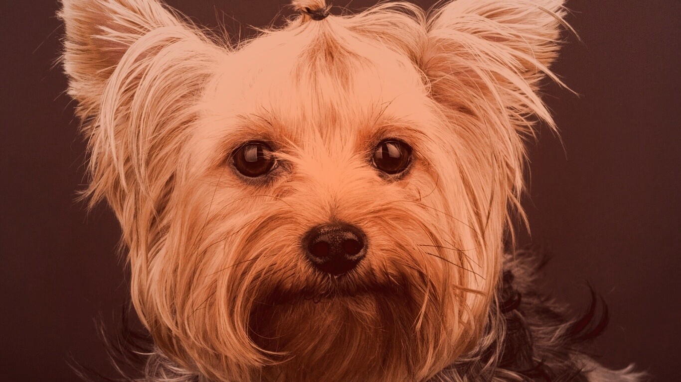 Йоркширский терьер обои