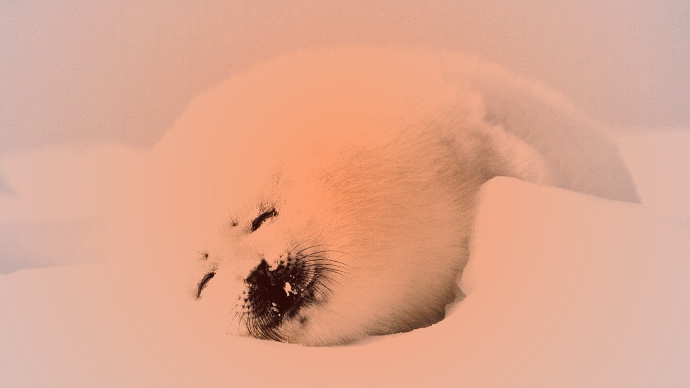 Гренландский тюлень обои