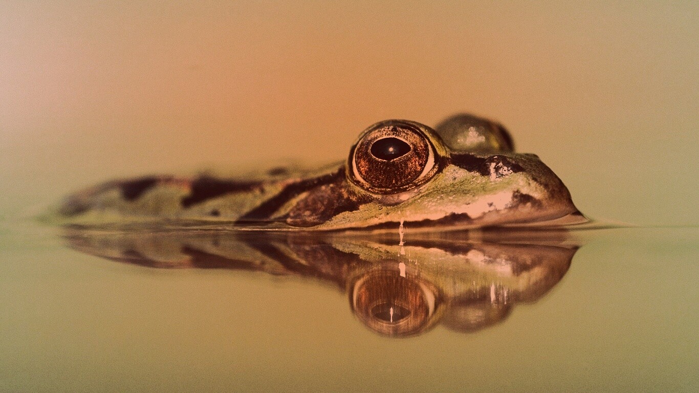 Лягушка обои