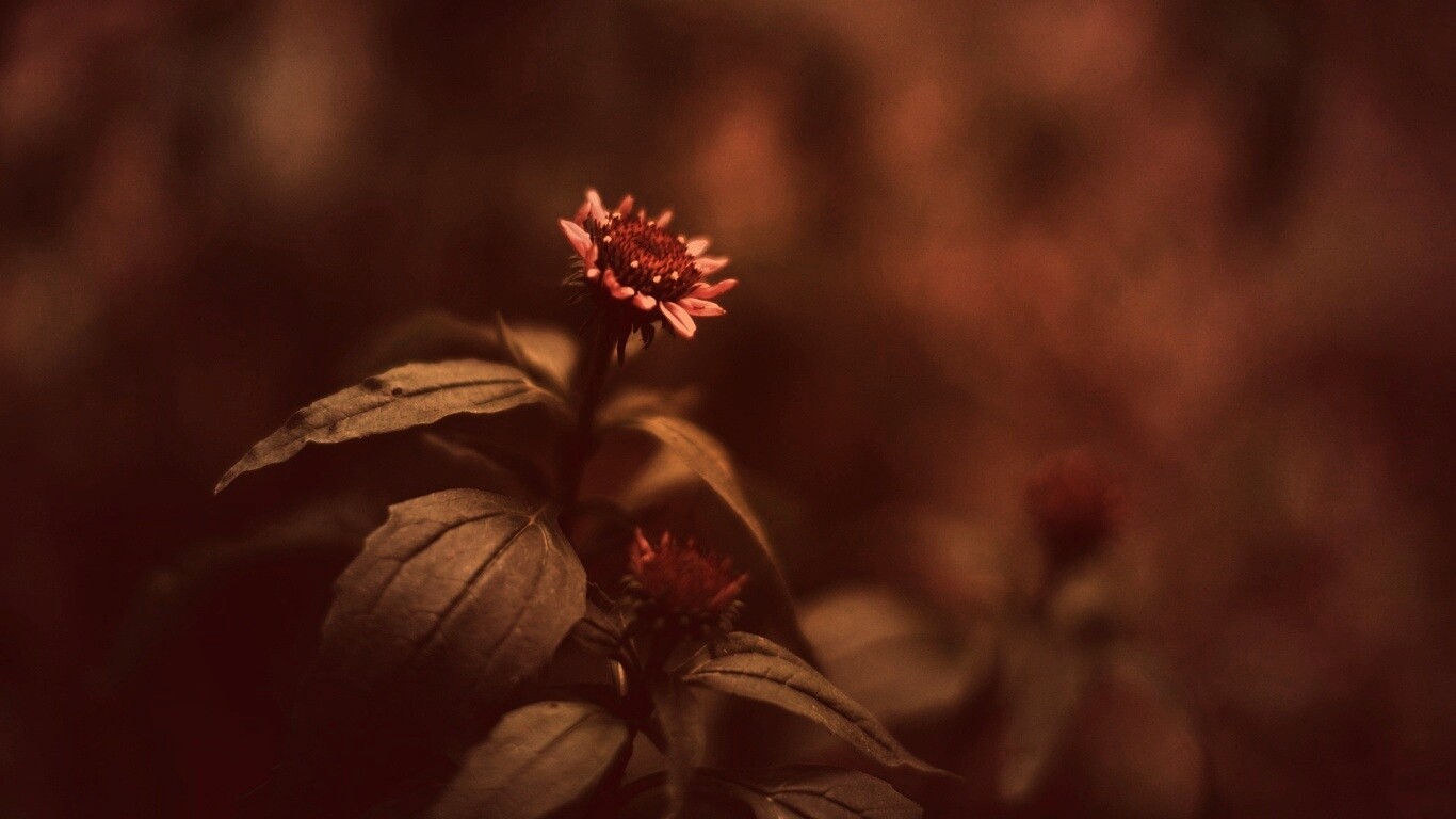 Фотография цветка обои