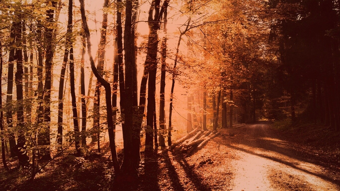 Дорога вдоль просеки в осеннем лесу обои