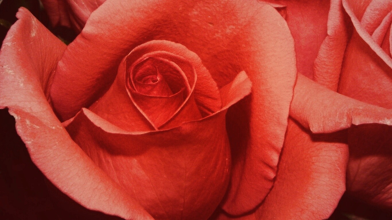 Бутон розы обои