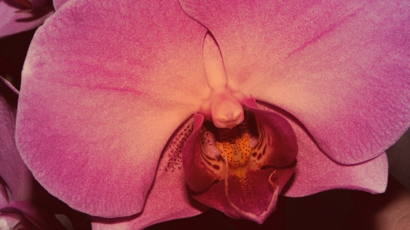 Фиолетовая орхидея обои