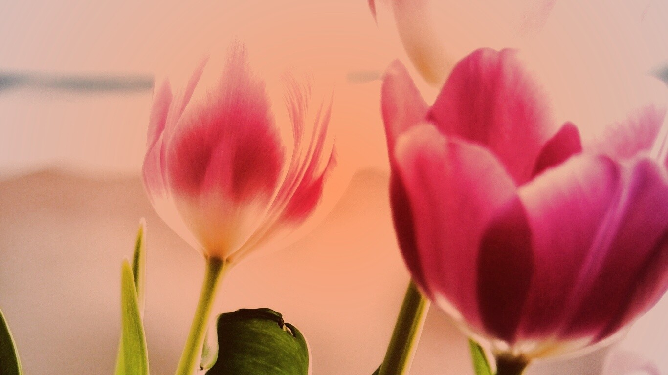 Тюльпаны обои