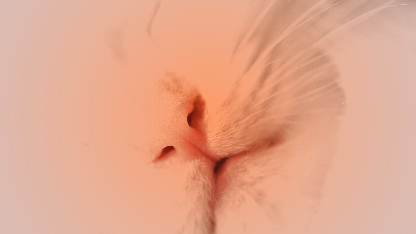 Кошачья мордочка обои