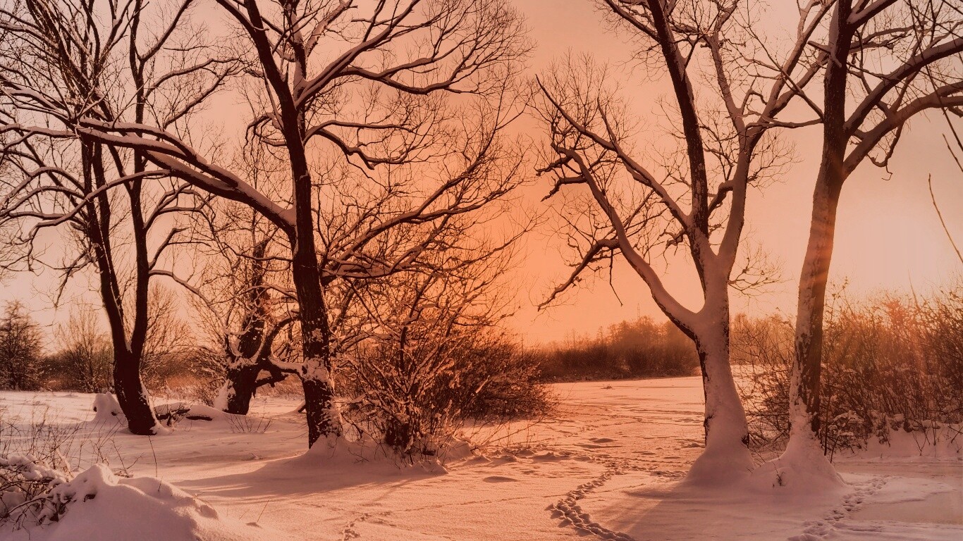 Солнечный свет в зимнем лесу обои