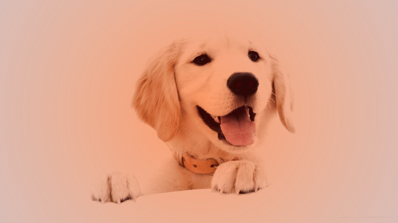 Щенок голден ретривера обои