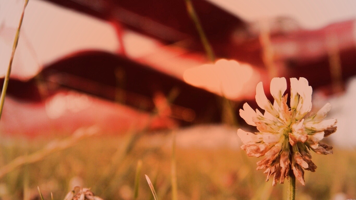 Цветок и красный самолет обои