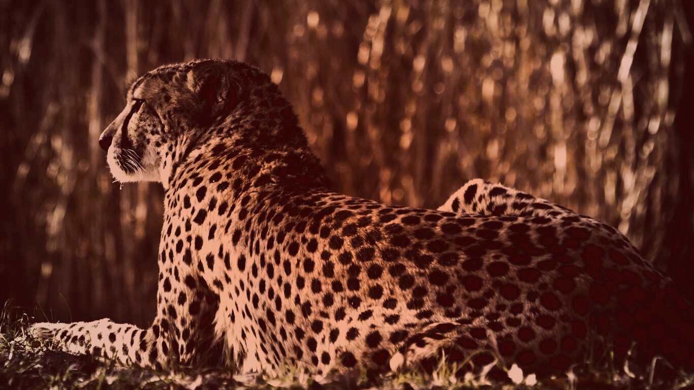 Гепард обои