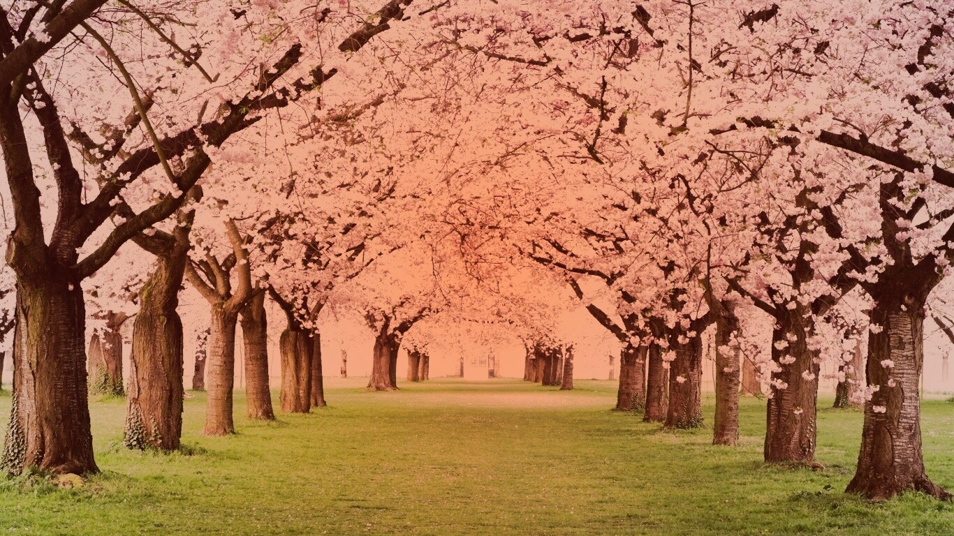 Розовая аллея обои