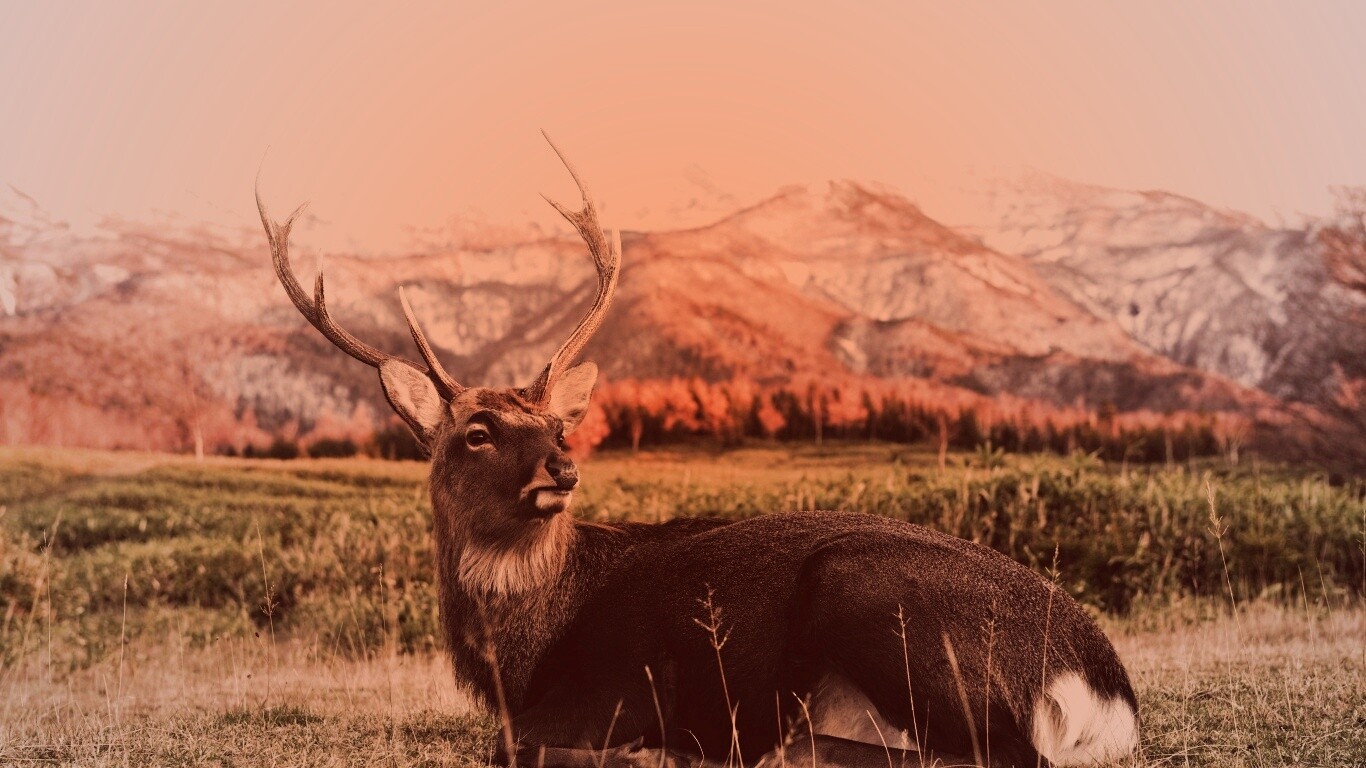 Олень отдыхает в предгорьях обои