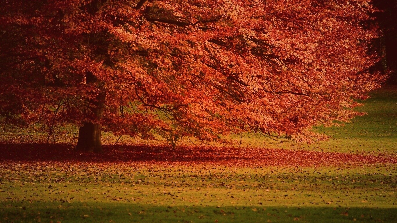 Пожелтевшее дерево с облетающей листвой обои