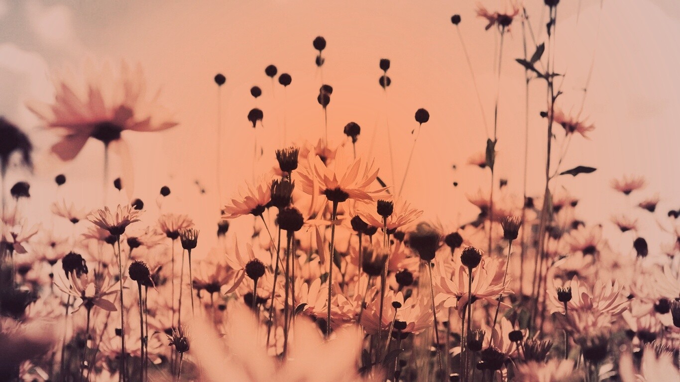 Полевые цветы летом обои