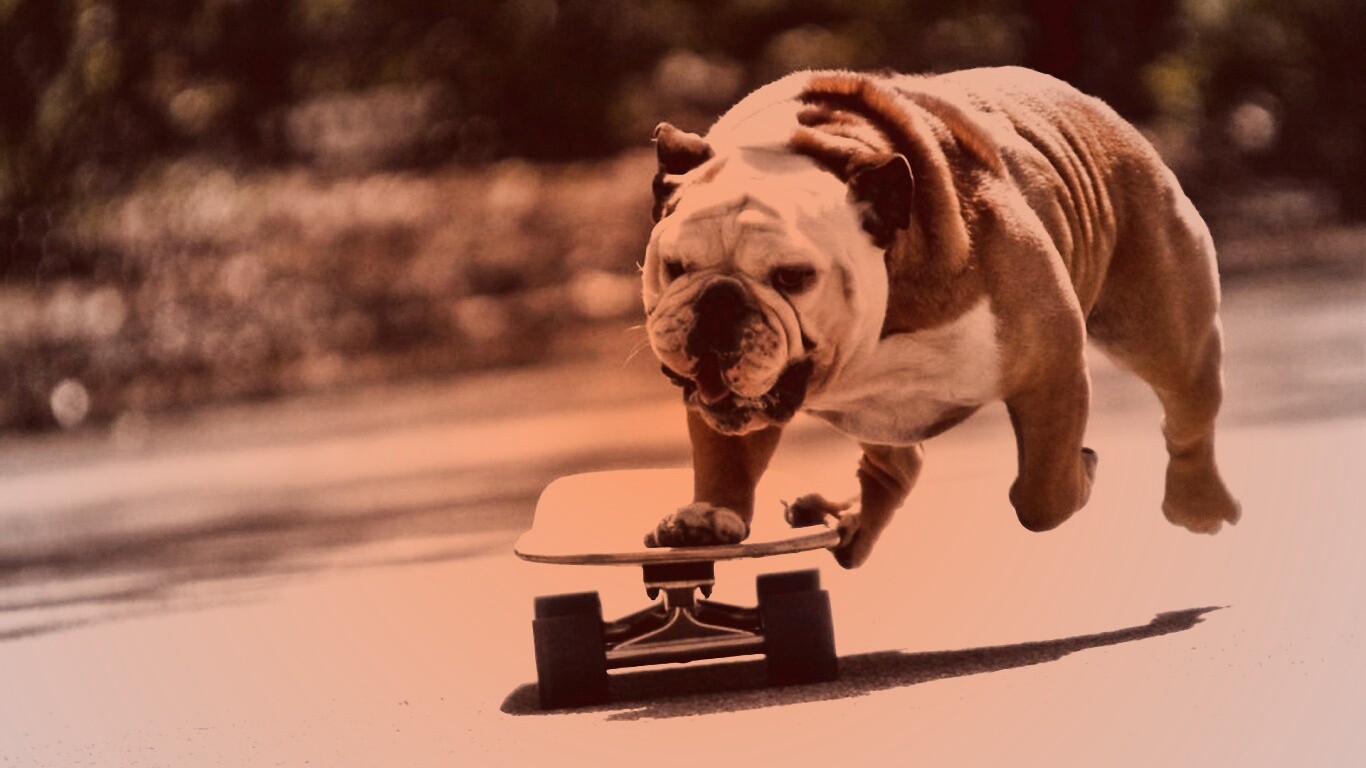 Собака на скейтборде обои