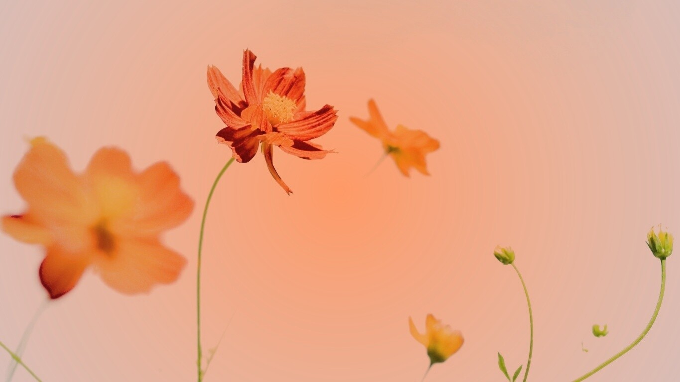 Летние цветы на фоне неба обои