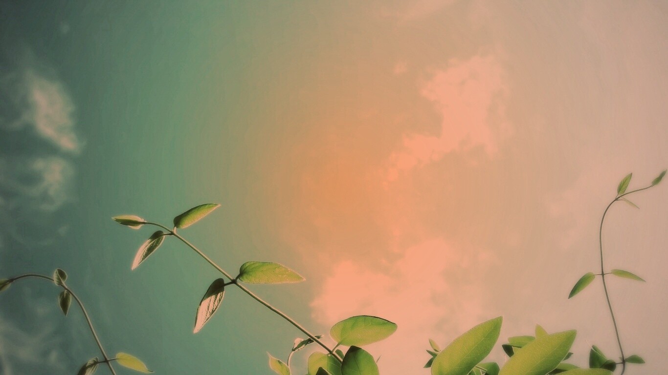 Веточки на фоне неба обои