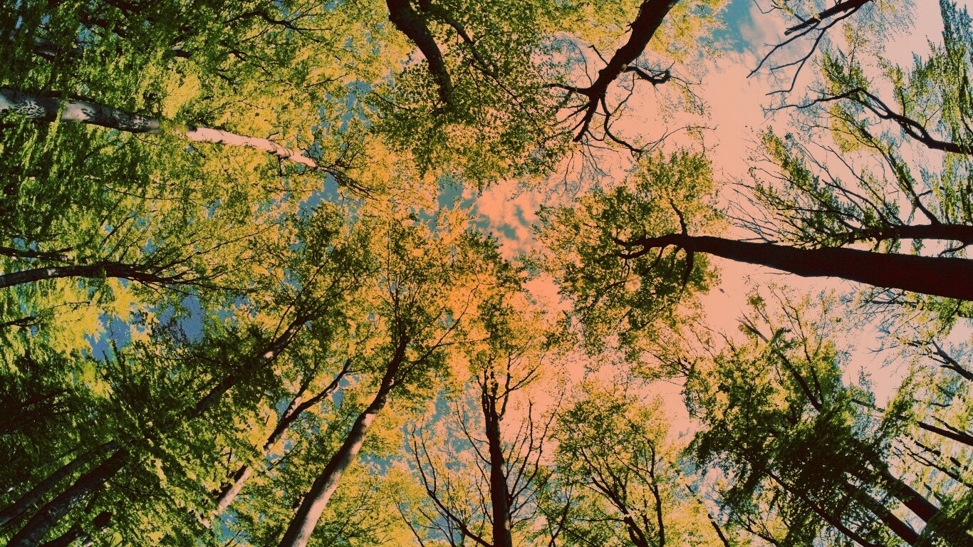 Кроны деревьев обои