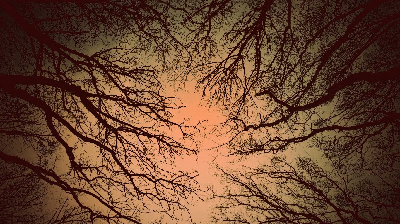 Голые кроны деревьев на фоне неба обои