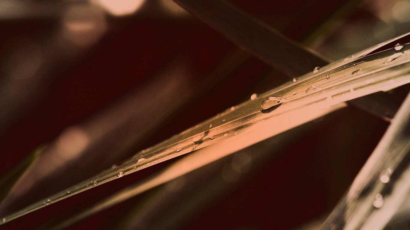 Капли росы на листе обои