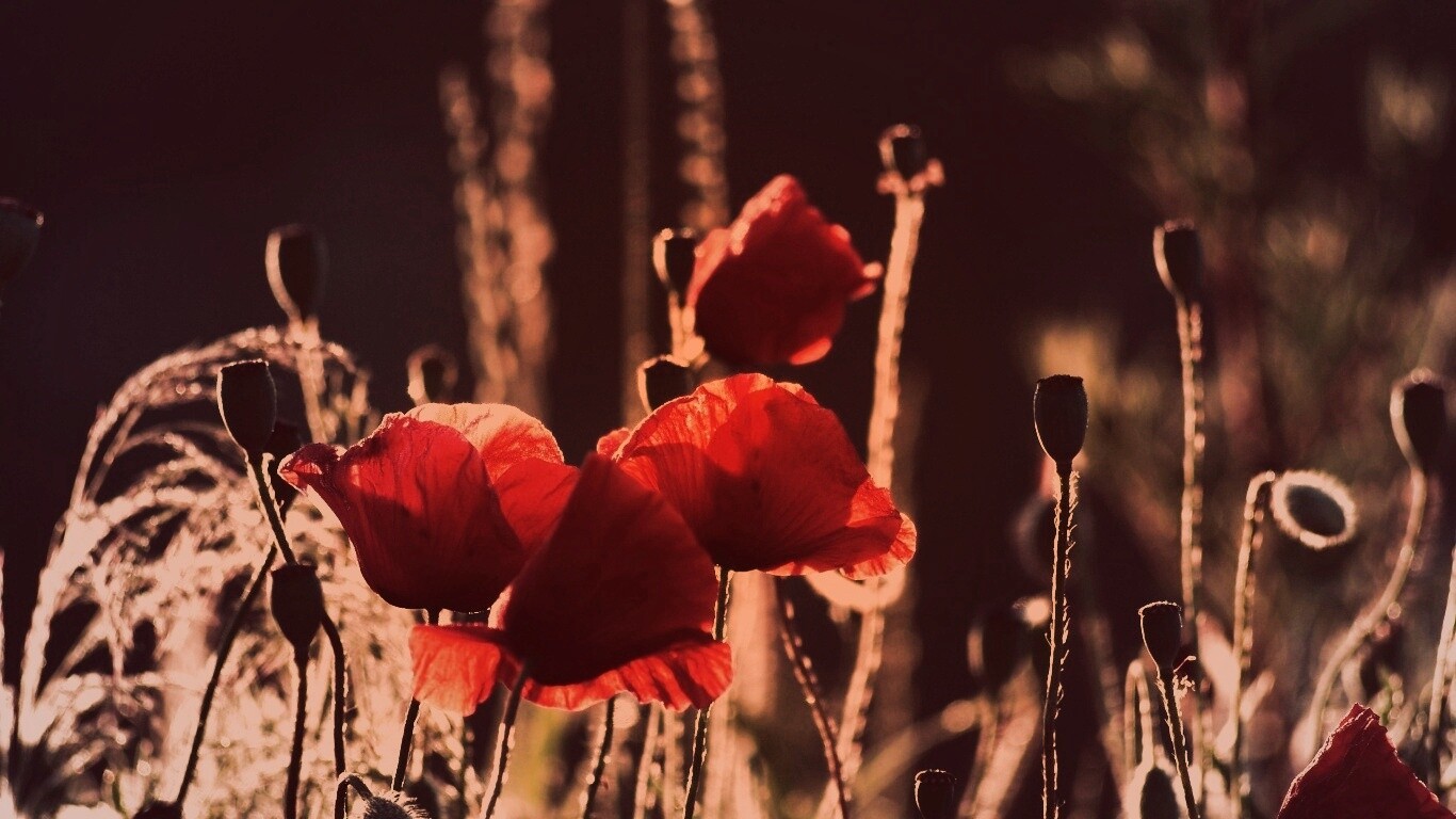 Макро фото мака обои