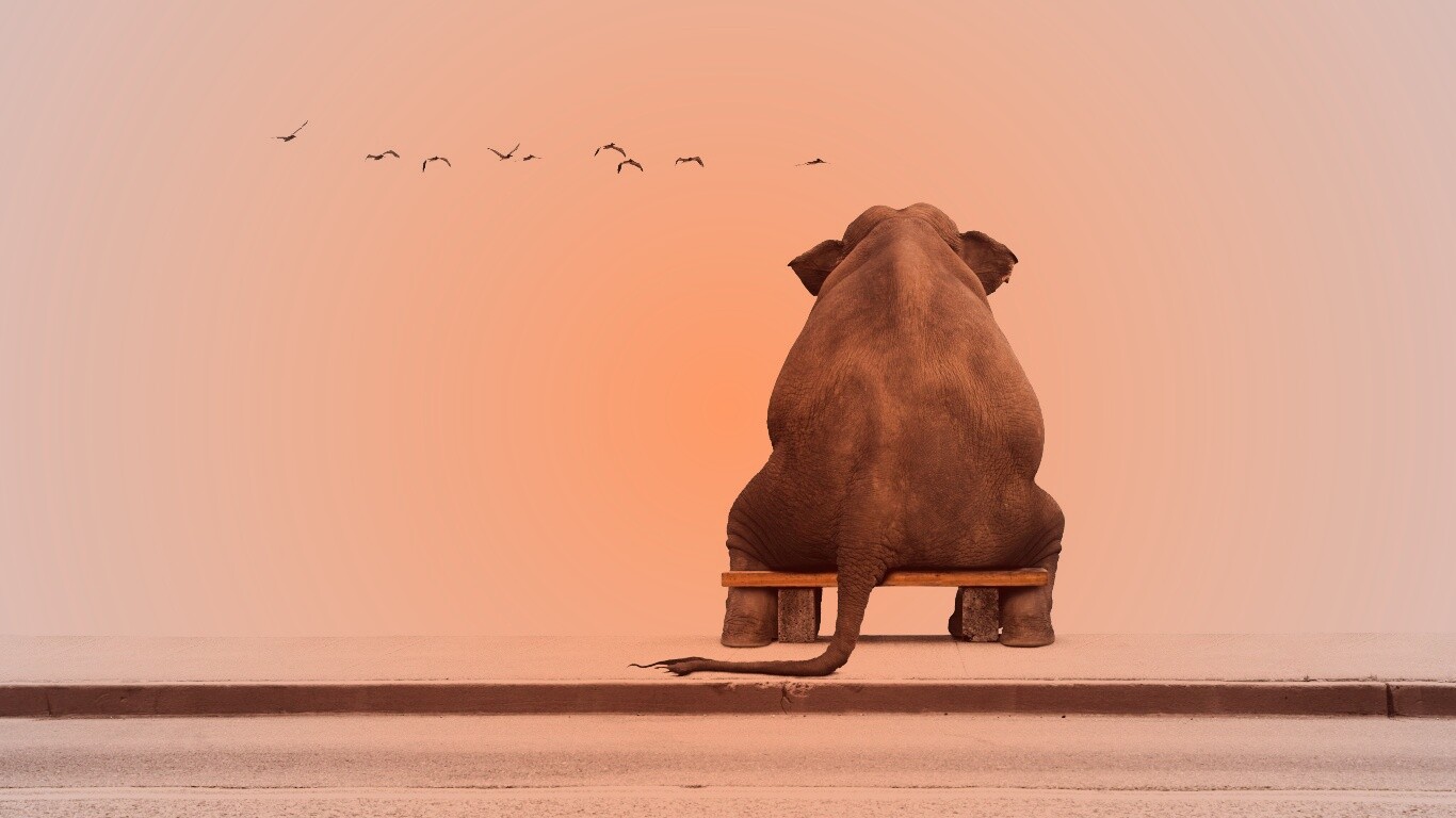 Слон на табуретке обои