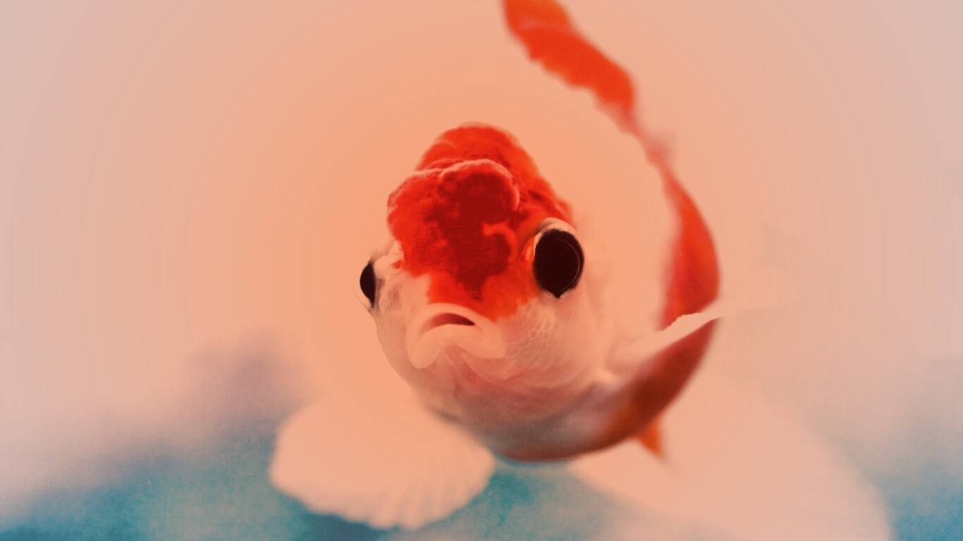 Аквариумная золотая рыбка обои