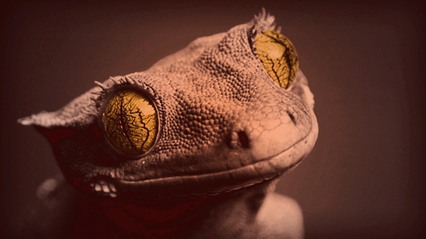 Ящерка обои