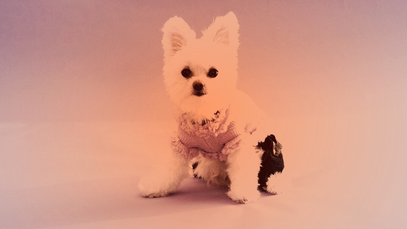 Собачка в свитере обои