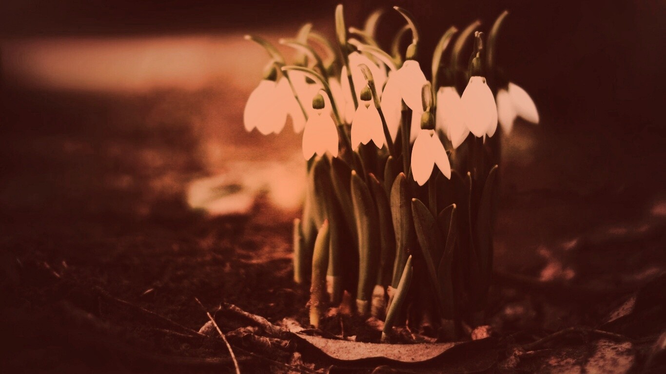 Подснежники - весенние цветы обои