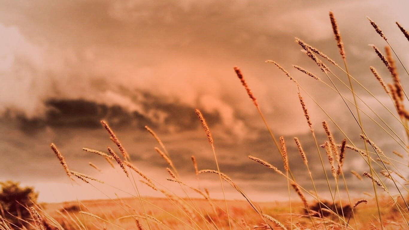 Золотистое поле обои