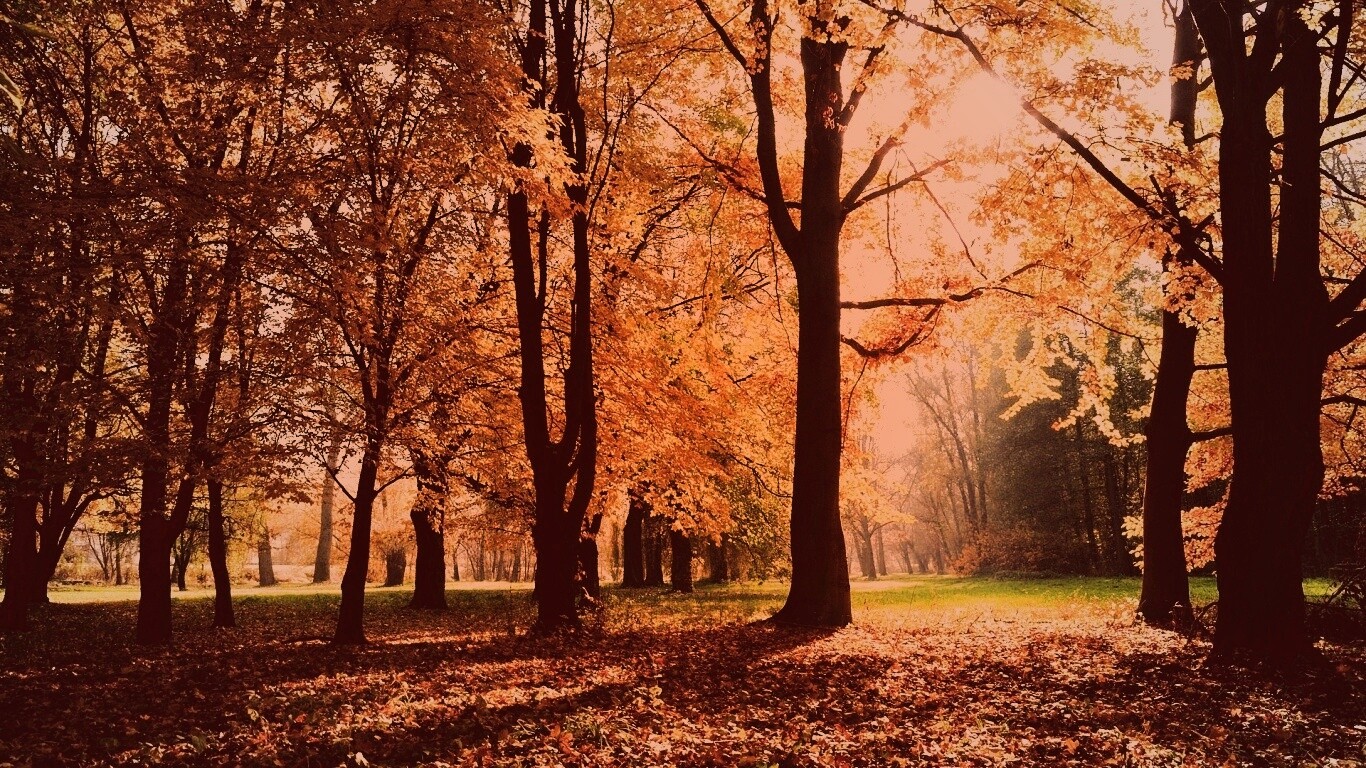 Осенний листопад в парке обои