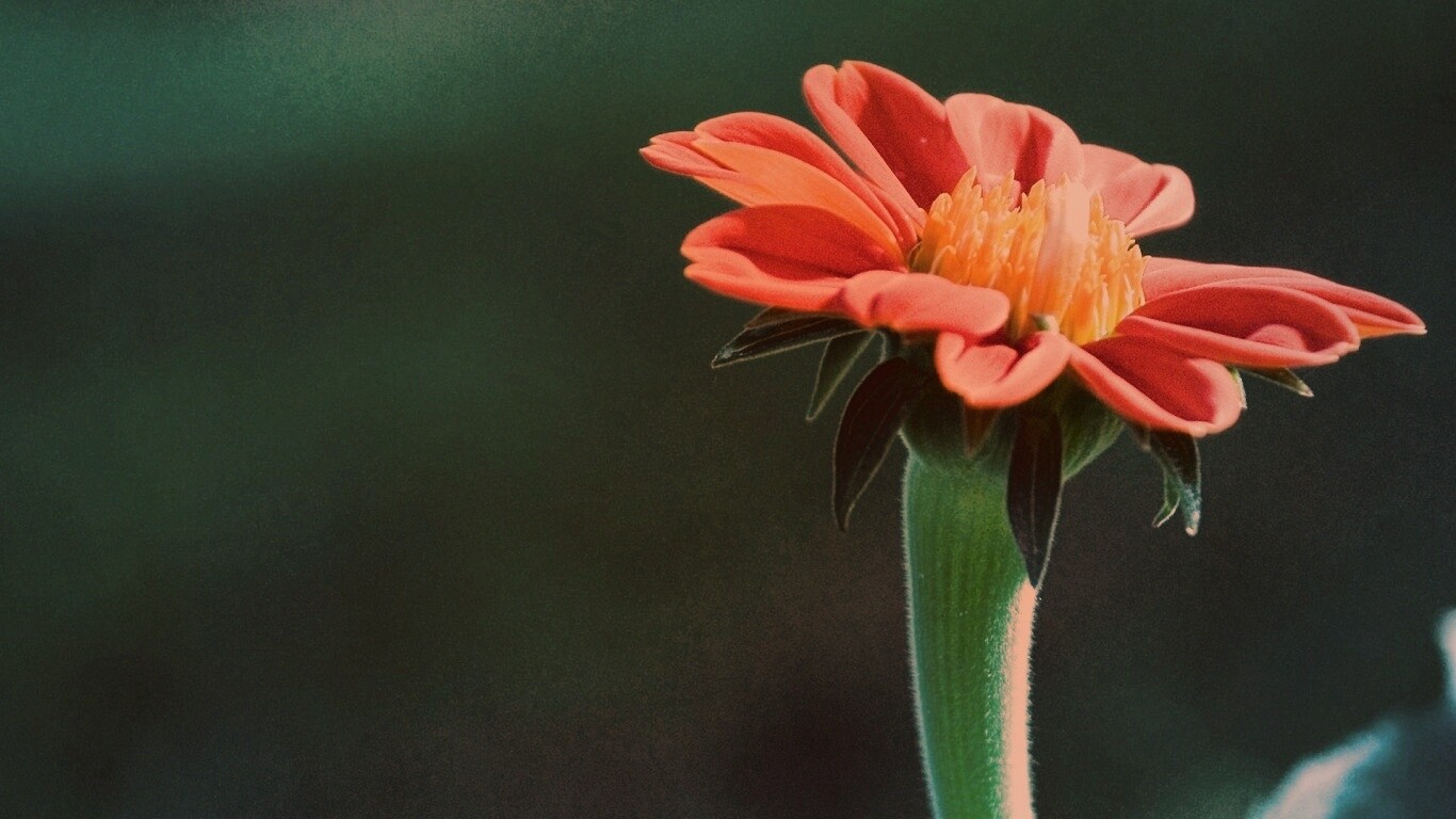 Красивый красный цветок обои