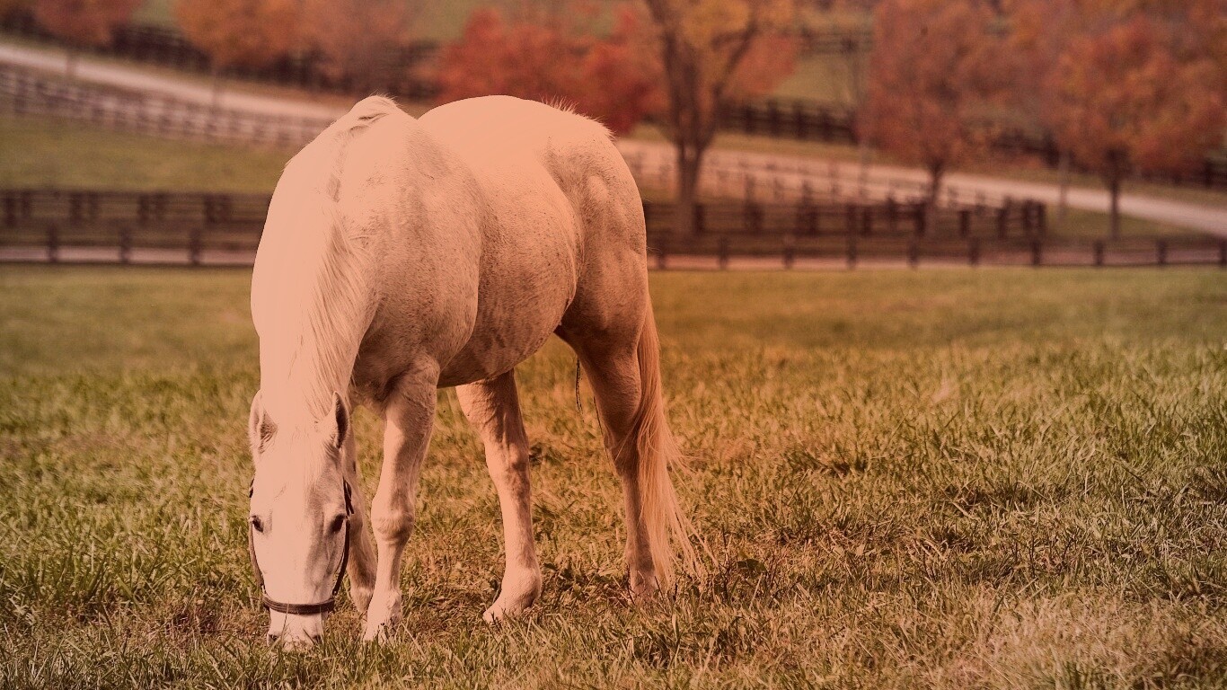 Красивая белая лошадь обои