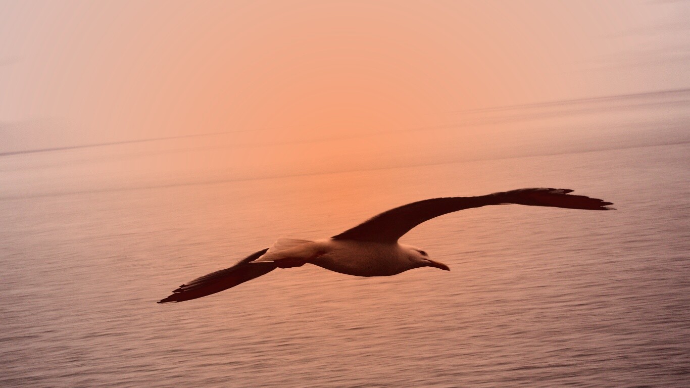 Чайка в полете обои