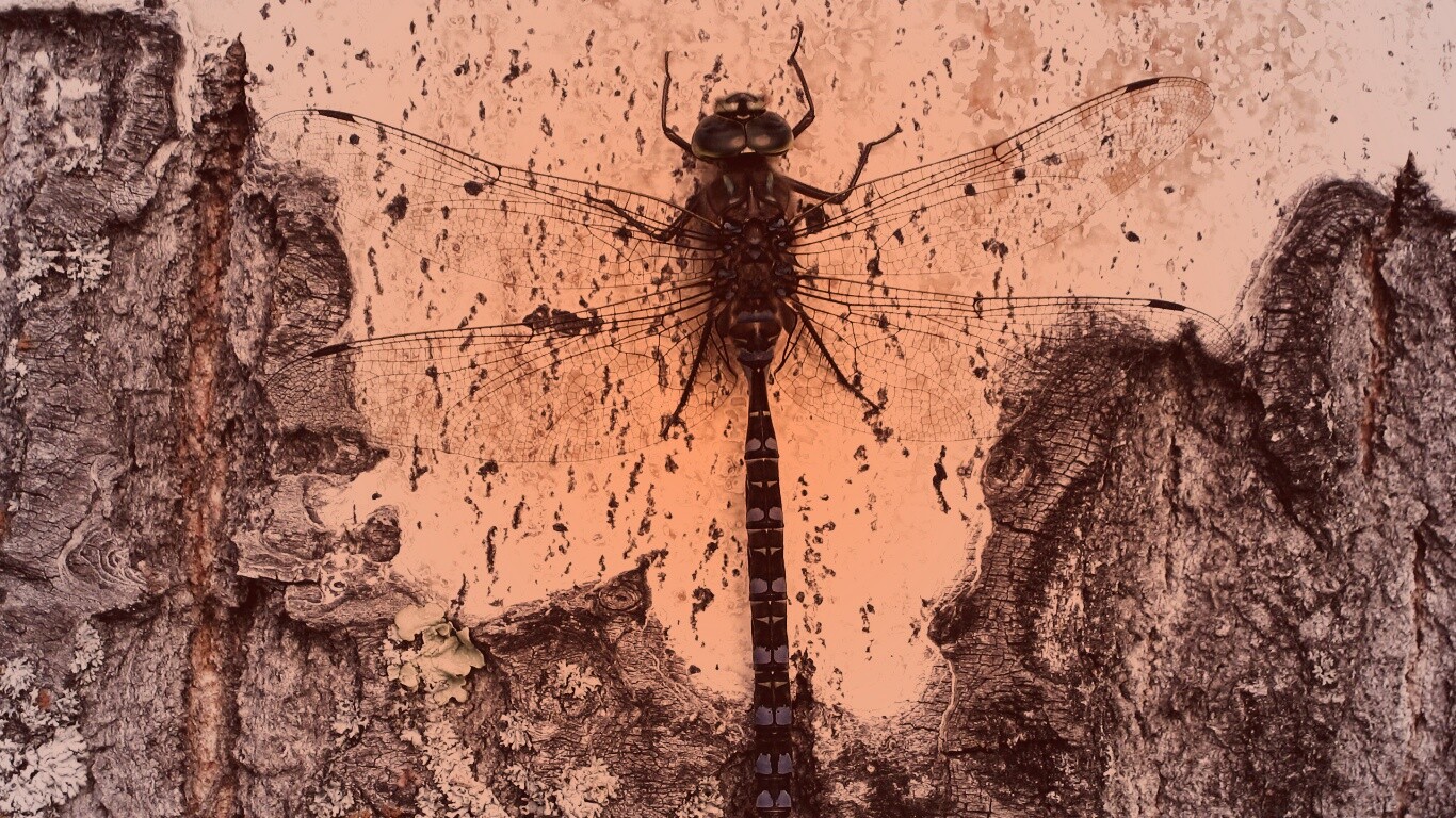 Стрекоза на дереве обои