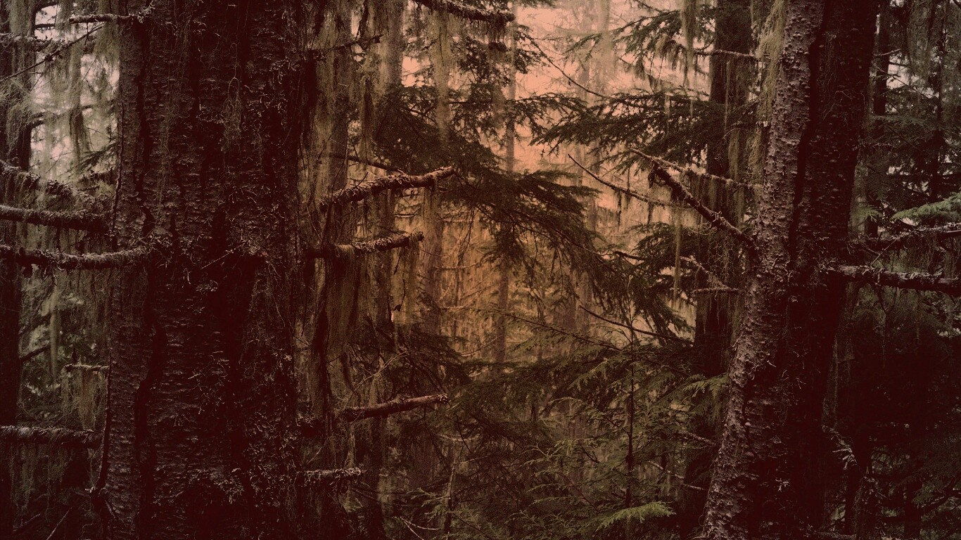 Дремучий лес обои