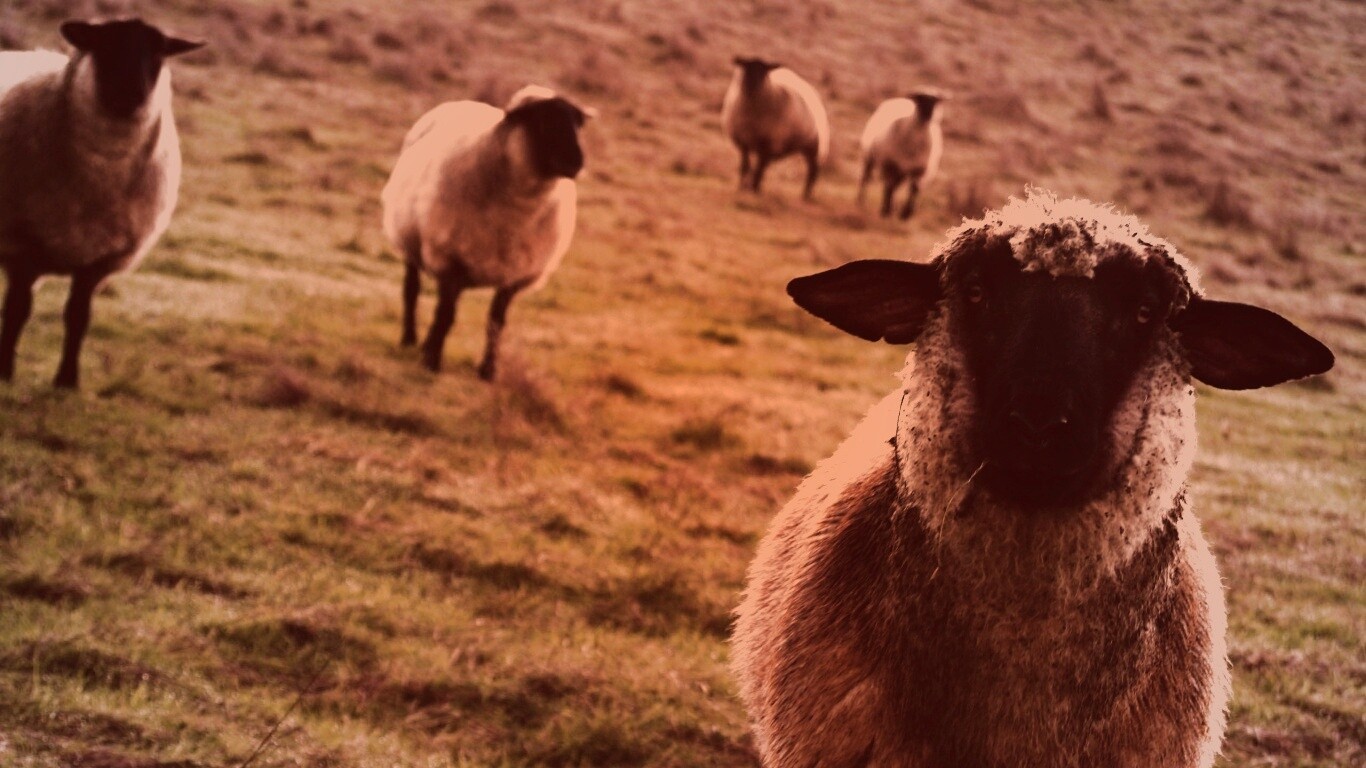 Овцы на пастбище обои