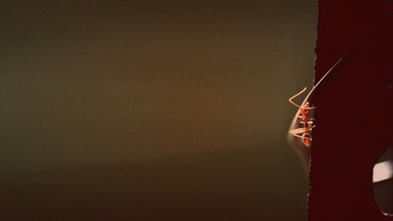 Муравей-пожарник обои