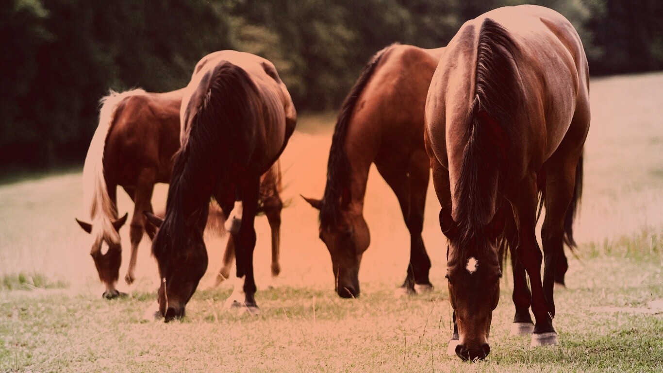 Время пощипать травку обои