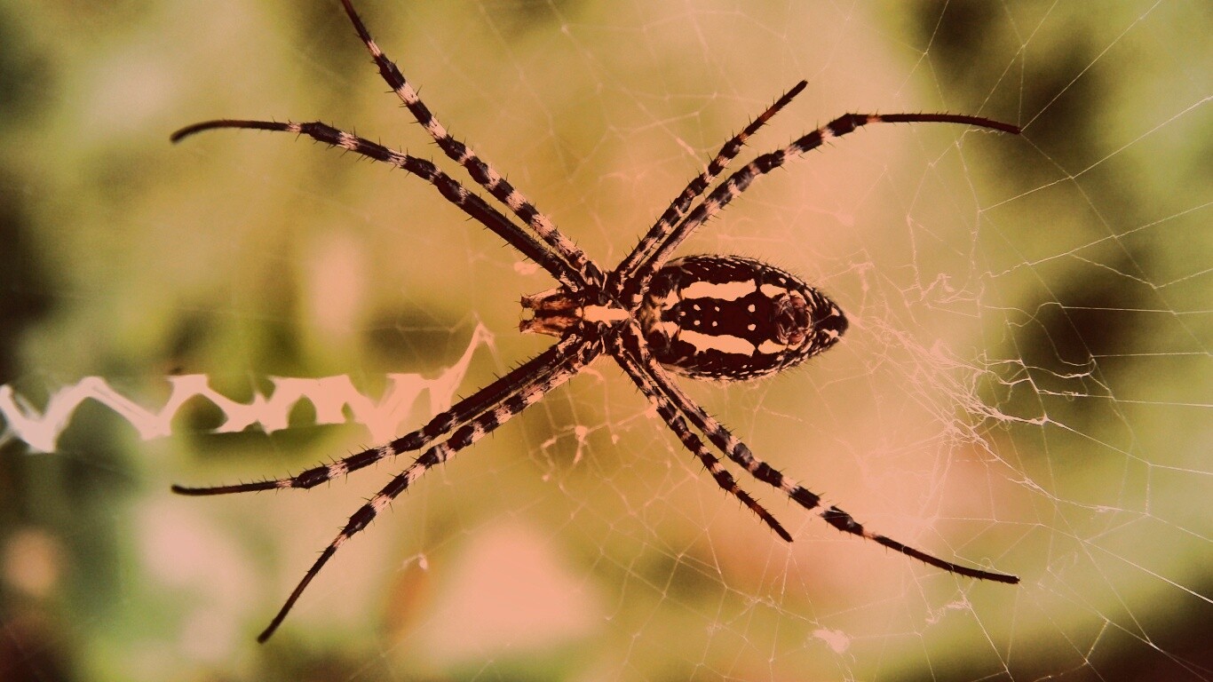 Огромный паук обои