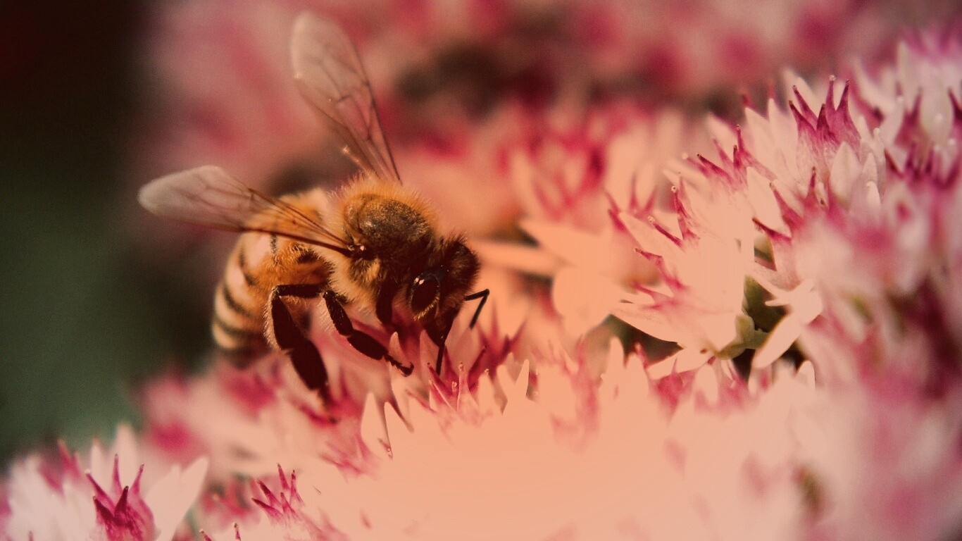 Пчела собирает пыльцу обои