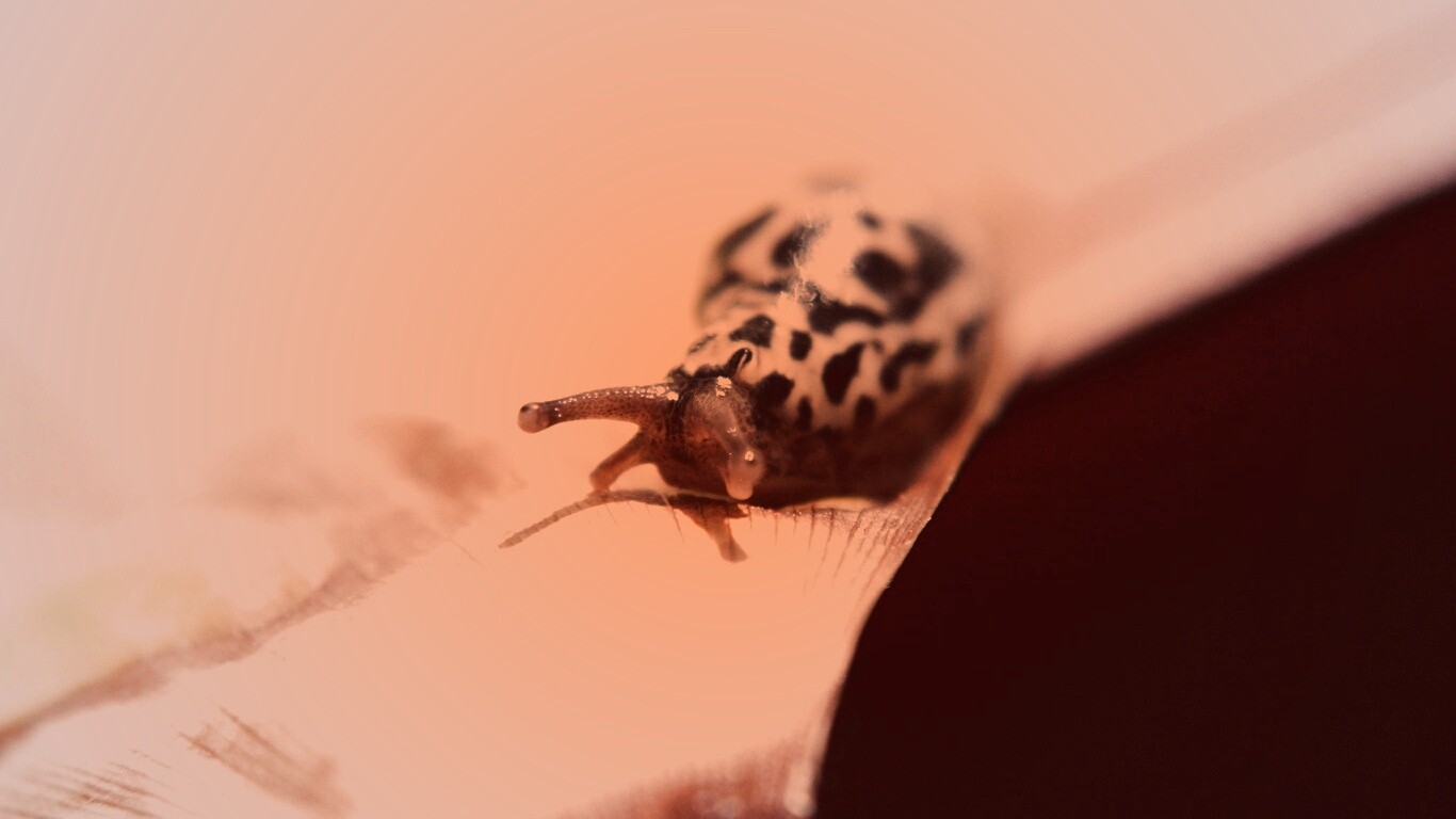 Ползущая улитка обои