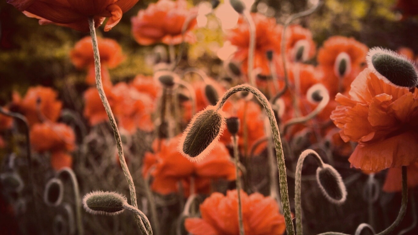 Бутон среди цветов обои