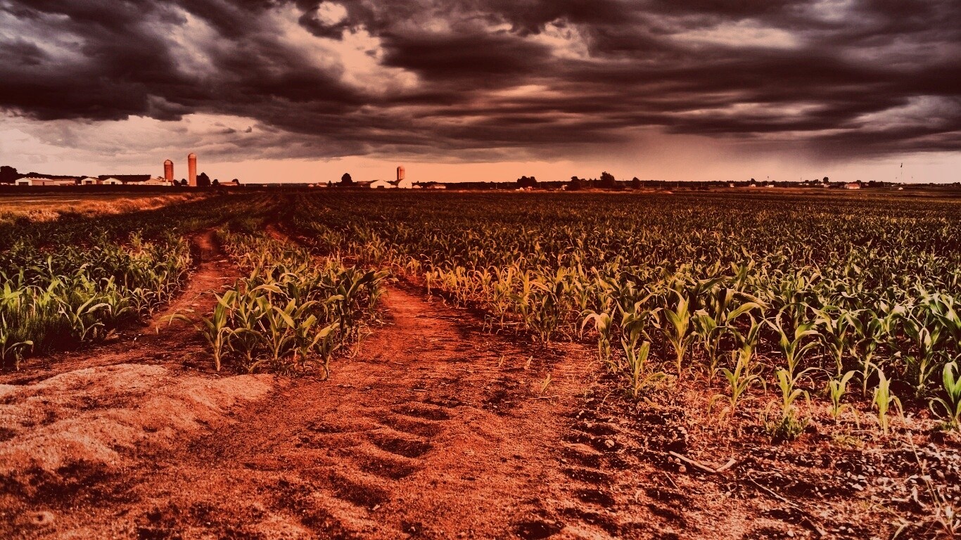 Кукурузное поле у фермы обои