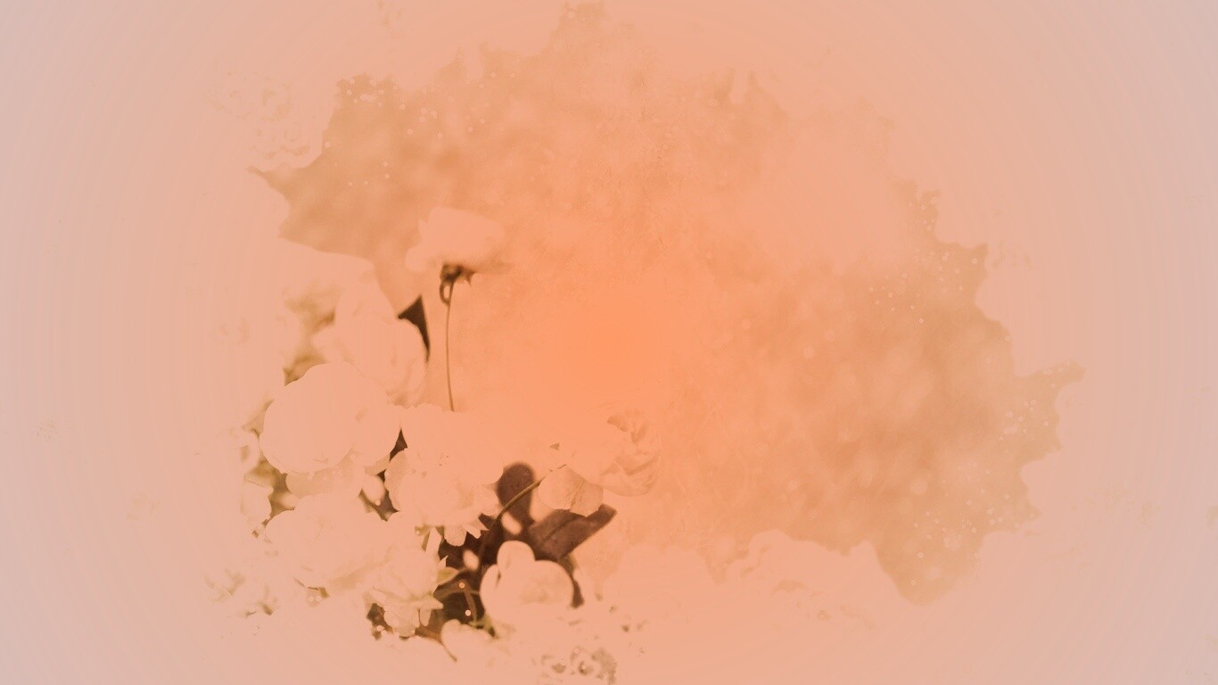 Бежевые кружева и розы обои