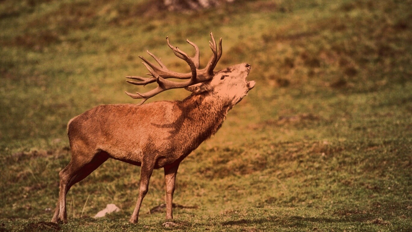 Лось зовёт сородичей обои