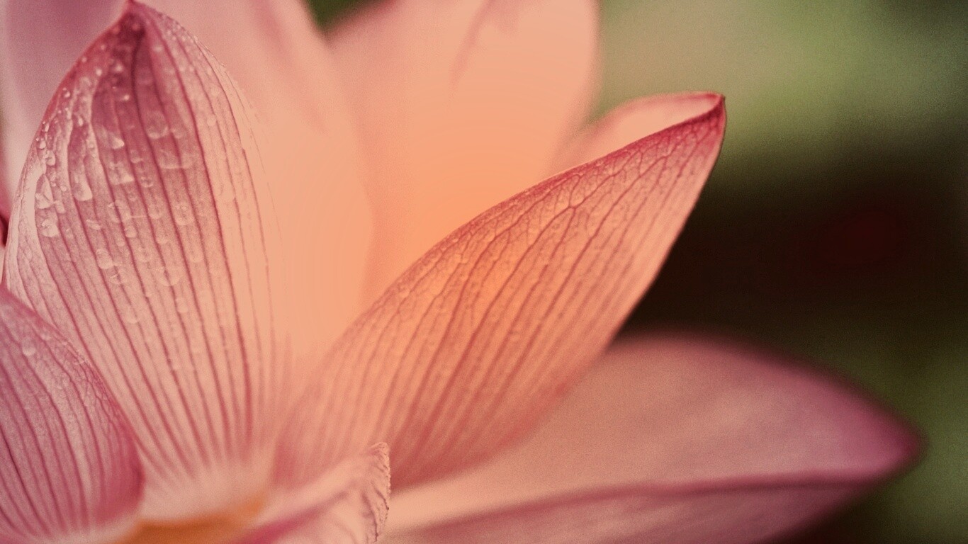 Лепестки цветов обои