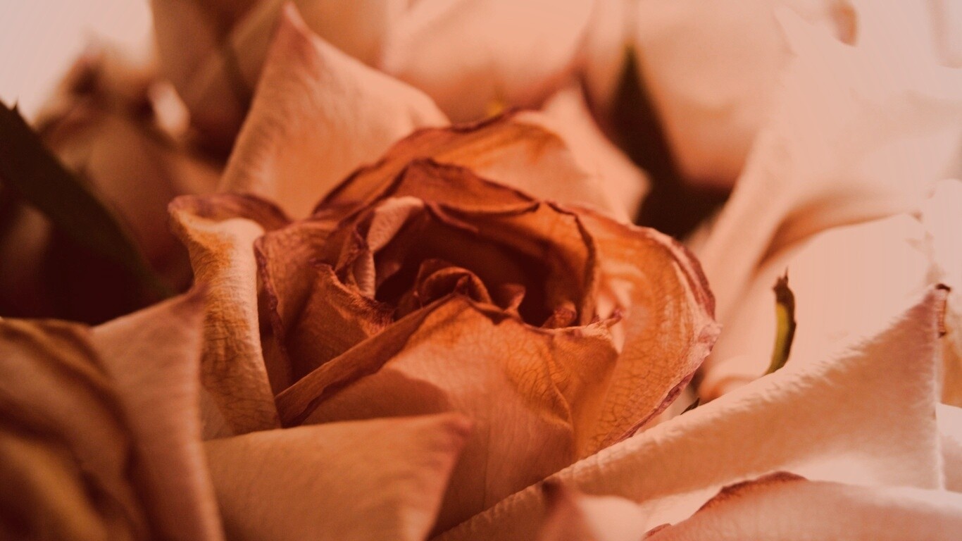 Увядающая роза обои