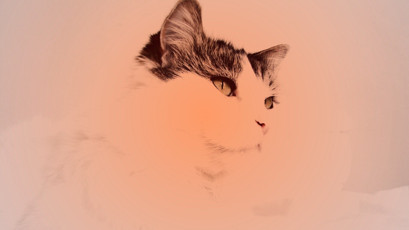 Белый кот с серой макушкой обои